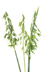 ear of oats isolated