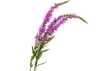 loosestrife flower isolated