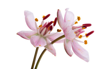 Susak flower isolated on white background