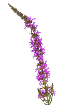 loosestrife flower isolated