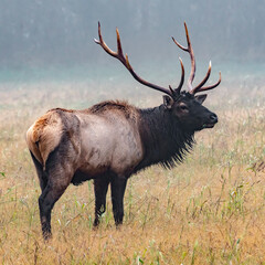 Naklejka na ściany i meble Bull Elk on foggy morning