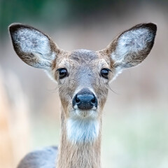 Young White Tail Deer Doe portrait