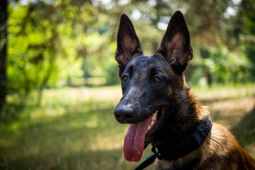 Portrait of a Belgian shepherd dog, on a walk in a green park.