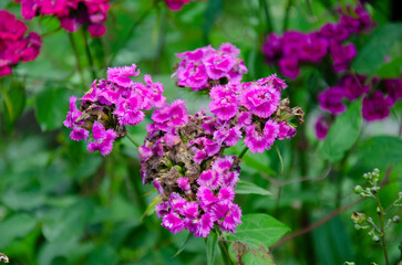 Fototapeta premium Summer background with pink flowers.