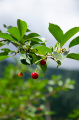 Close up photo of the cherry branch 