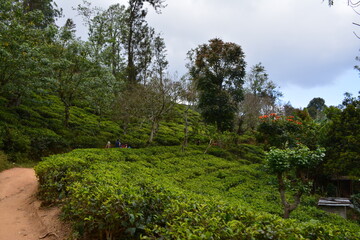 travelling in Sri Lanka