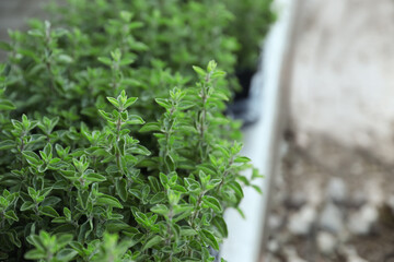 Beautiful oregano plant on blurred background, closeup. Space for text