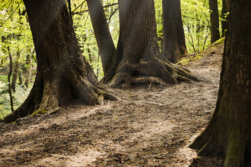 Picturesque view of beautiful park with trees