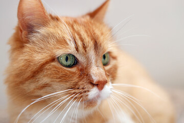 Cute ginger cat on beige background, closeup