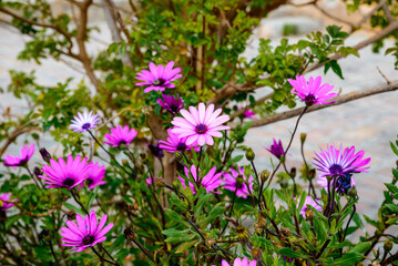 a shot of a few osteospermum purple flowers in the park