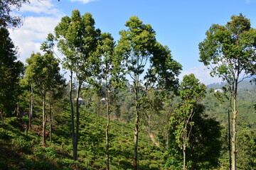 travelling in Sri Lanka
