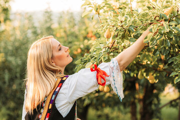Young blonde woman in Serbian traditional clothes picking pears from a tree