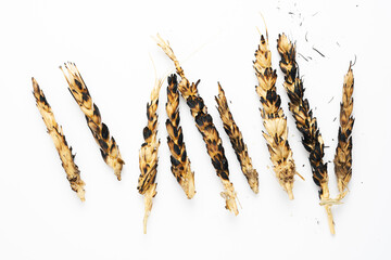 Burned ears of wheat on white background. Global and European grain and wheat crisis after Russia's...