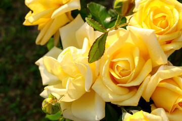 Closeup view of beautiful yellow roses outdoors