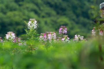 The gardens are all in bloom