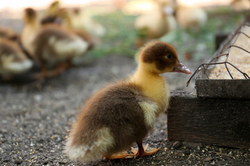 Cute fluffy duckling near feeder in farmyard