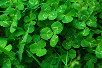 Beautiful green clover leaves and grass with water drops, top view