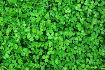 Obraz premium Beautiful green clover leaves and grass with water drops, top view