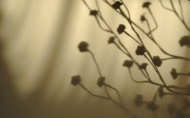 zdjęcie tekstury przedstawiające cień gałęzi z kwiatami na beżowym tle - obrazy, fototapety, plakaty