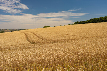 Naklejka premium field with ripe wheat
