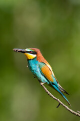 Merops apiaster with caught food on a tree