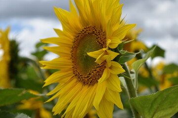  wonderful sun flowers, summer rural field of yellow sunflowers