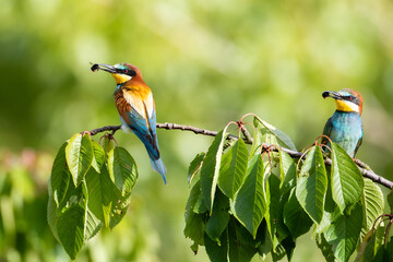 Merops apiaster with caught food on a tree