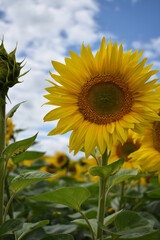  wonderful sun flowers, summer rural field of yellow sunflowers