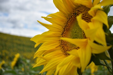  wonderful sun flowers, summer rural field of yellow sunflowers