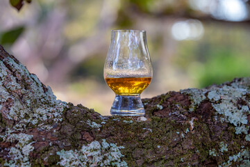 Scotch whisky peated in glencairn crystal glass in selective focus on the trunk of the rainforest tree. Closeup