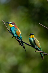 Merops apiaster with caught food on a tree