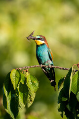 Merops apiaster with caught food on a tree
