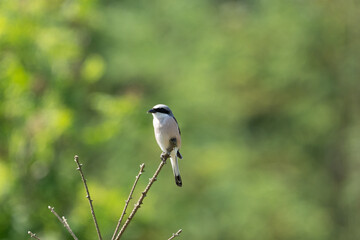 The red-backed shrike (Lanius collurio) in a forest with a green background. Space for text