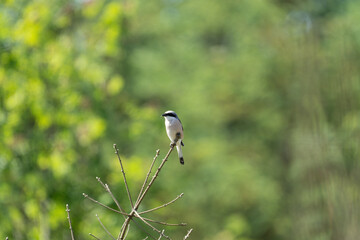 The red-backed shrike (Lanius collurio) in a forest with a green background. Space for text