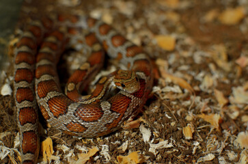 Obraz premium beautiful corn snake resting on its belly