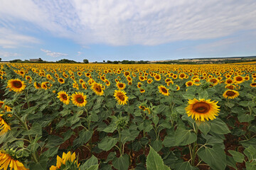 Sunflowers. Blooming field of sunflowers in summer
