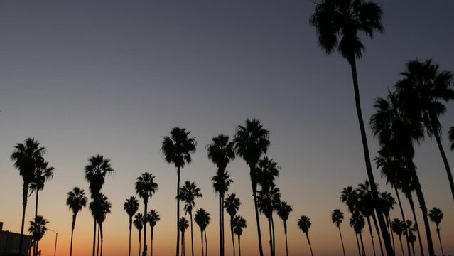 Orange and purple sky, silhouettes of palm trees on beach at sunset, California coast, USA. Beachfront park at sundown in San Diego, Mission beach vacations resort. People walking in evening twilight.
