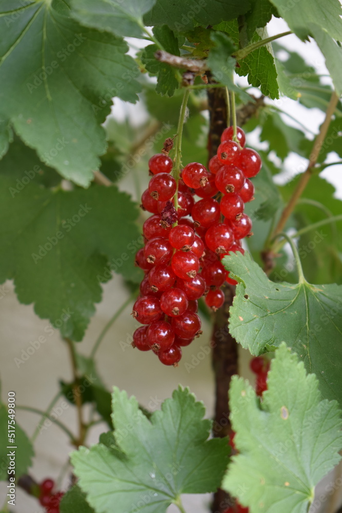 Sticker rote Johannisbeeren