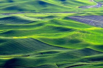 Rolling hills of the Palouse of Eastern Washington
