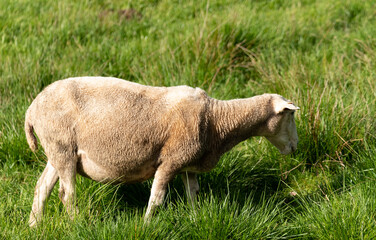 Naklejka na ściany i meble Sheep on a green pasture on a hillside. Fresh spring green grass. Sheep farm.