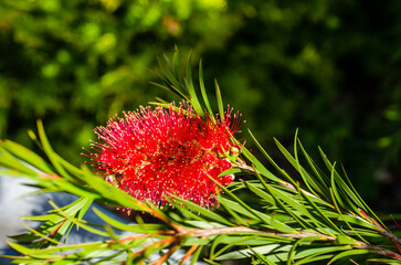 Flowers and plants in summer