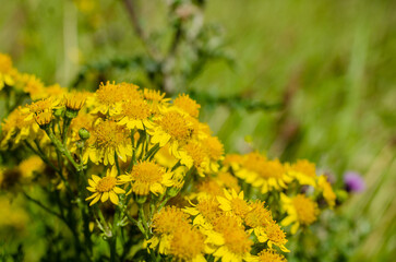 Flowers and plants in summer