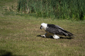 Bearded vulture in flight and on the grass