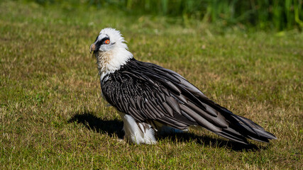 Bearded vulture in flight and on the grass
