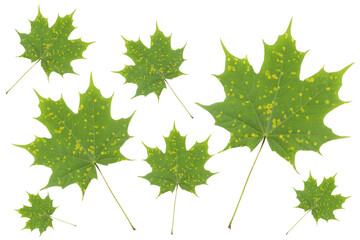 Maple leaves with yellow spots of disease isolated on white. Tar spot of maple (Rhytisma acerinum)...