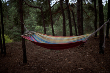 A hammock is stretched between trees in the forest. High quality photo