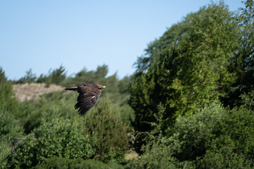 Eagle flying near a wood forest