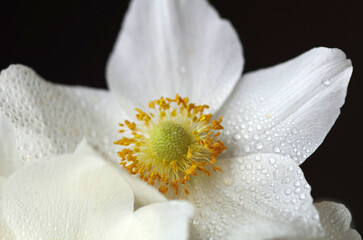 White anemone on black background