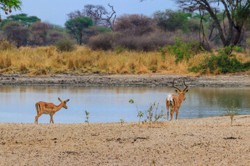 Impala (Aepyceros melampus) at the watering place in Tarangire National Park, Tanzania