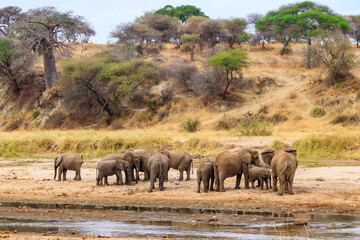 Obraz premium Herd of african elephants at the Tarangire river in Tarangire National Park, Tanzania